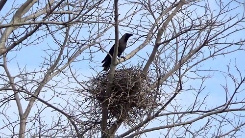 a crow's nest in a tree on a cloudy day, there is a crow in it a crow's nest in a tree on a cloudy day, there is a crow in it